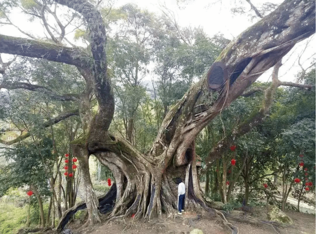 威廉希尔williamhill中文