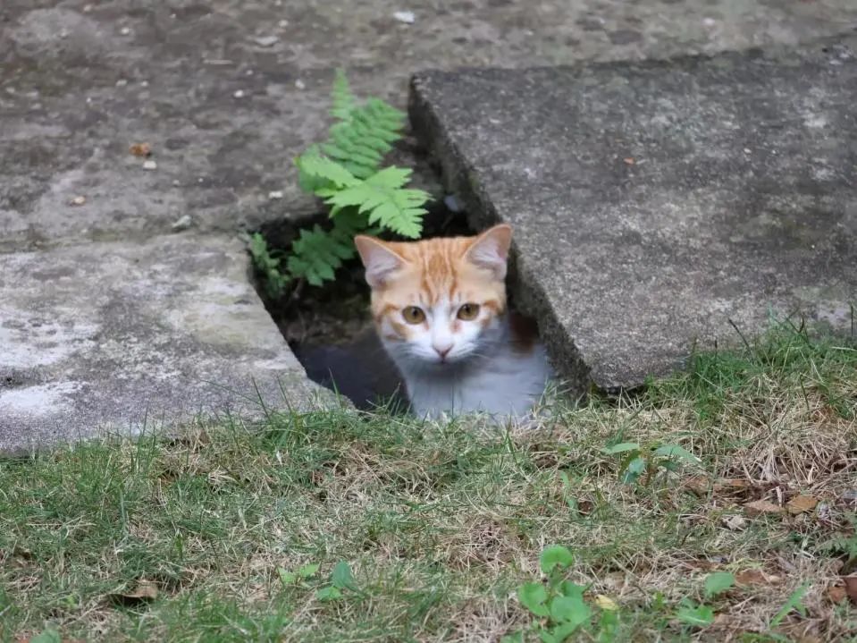 威廉希尔williamhill中文