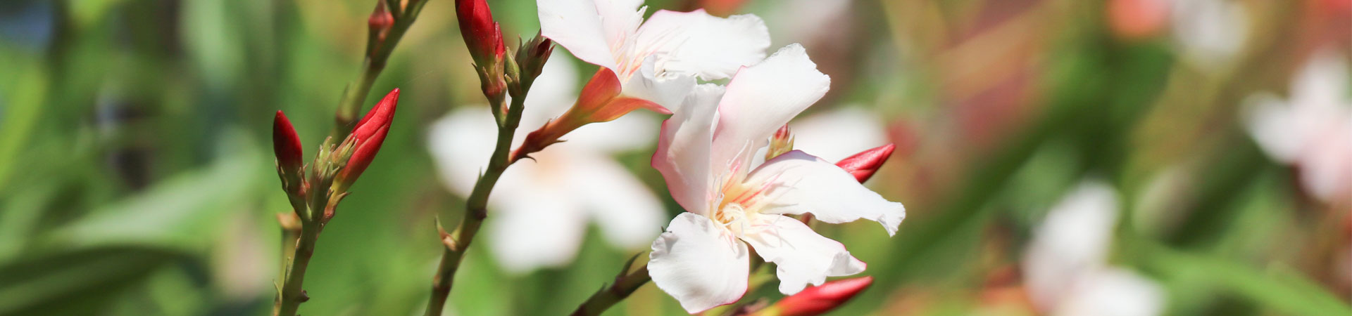 威廉希尔williamhill中文